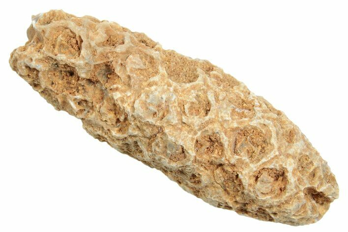 Fossil Cycadophyte Seed Cone - Boujdour, Morocco #349003